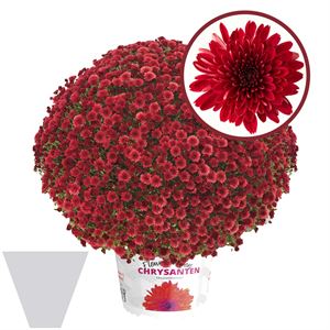 Afbeelding van Bolchrysant gehoest P19 Red